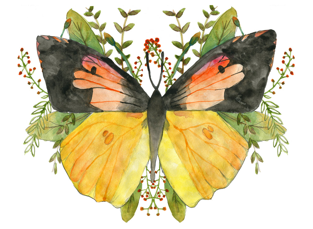 California Dogface Butterfly Print – Adele by Adele Jackson