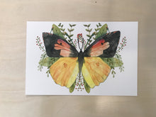 California Dogface Butterfly Print